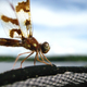 Illustration for article titled 294 Creepy Crawly Bug Wallpapers